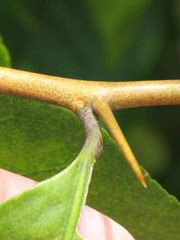            First year twig (Winter Haven, FL)   