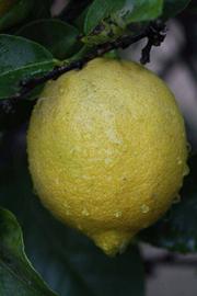              Fruit (Riverside, CA)       