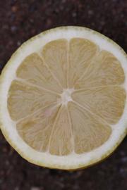              Fruit cross-section (Riverside, CA)       