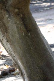            Bark (Riverside, CA)   