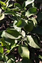              Sun leaves (Riverside, CA)       