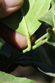              Petiole (Riverside, CA)       