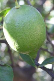            Immature fruit (Riverside, CA)   