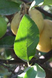              Unifoliolate leaf (Riverside, CA)       