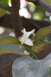              Flower (Riverside, CA)       