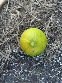              Fruit (Winter Haven, FL)       