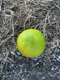              Fruit (Winter Haven, FL)       