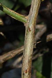              Second - third year twig (Riverside, CA)       