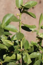            First year twig (Riverside, CA)   