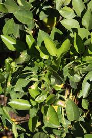              Sun leaves (Riverside, CA)       