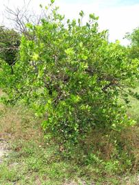            Habit (Winter Haven, FL)   