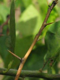            First year twig (Winter Haven, FL)   