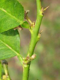            First year twig (Winter Haven, FL)   