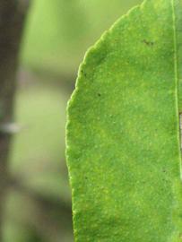              Margin (Winter Haven, FL)       