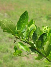              Sun leaves (Winter Haven, FL)       