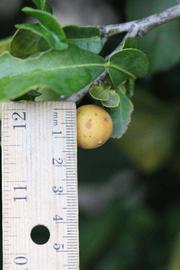              Fruit (Riverside, CA)       