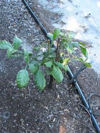            Habit (Winter Haven, FL)   