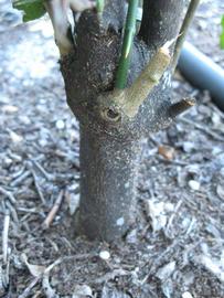              Bark (Winter Haven, FL)       