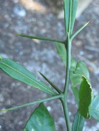            First year twig (Winter Haven, FL)   