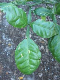              Compound leaf (Winter Haven, FL)       