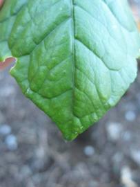              Margin (Winter Haven, FL)       