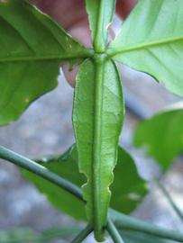              Petiole (Winter Haven, FL)       