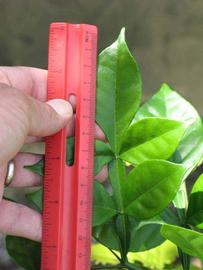              Compound leaf (Winter Haven, FL)       