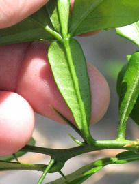              Petiole (Winter Haven, FL)       