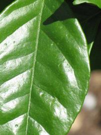              Margin (Winter Haven, FL)       