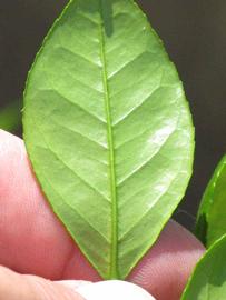              Margin (Winter Haven, FL)       