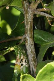              Second - third year twig (Riverside, CA)       