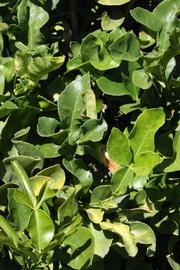              Sun leaves (Riverside, CA)       