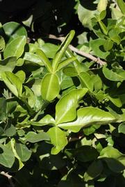              Sun leaves (Riverside, CA)       