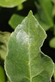              Margin (Riverside, CA)       