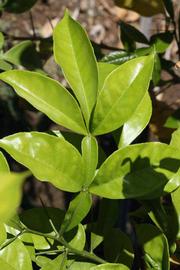              Compound leaf (Riverside, CA)       