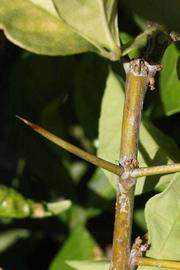            First year twig (Riverside, CA)   