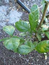            Shade leaves (Winter Haven, FL)   