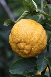            Fruit (Gomiri, Riverside, CA)   