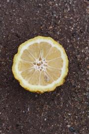            Fruit cross-section (Gomiri, Riverside, CA)   