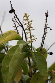              Inflorescence (Riverside, CA)       