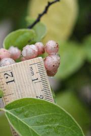              Fruit (Riverside, CA)       