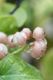              Fruit (Riverside, CA)       