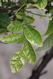            Sun leaves (Riverside, CA)   