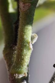              First year twig (Riverside, CA)       