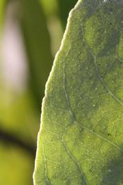              Margin (Riverside, CA)       