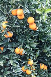              Habit (Lindcove, CA)       