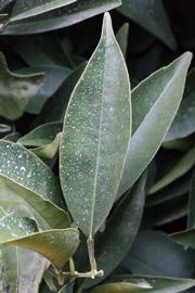              Unifoliolate leaf (Lindcove, CA)       