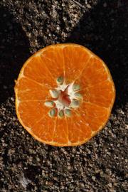              Fruit cross-section (Riverside, CA)       