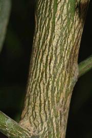              Second - third year twig (Riverside, CA)       