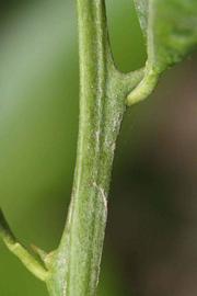            First year twig (Riverside, CA)   